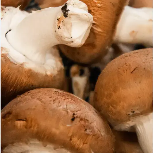 champignon